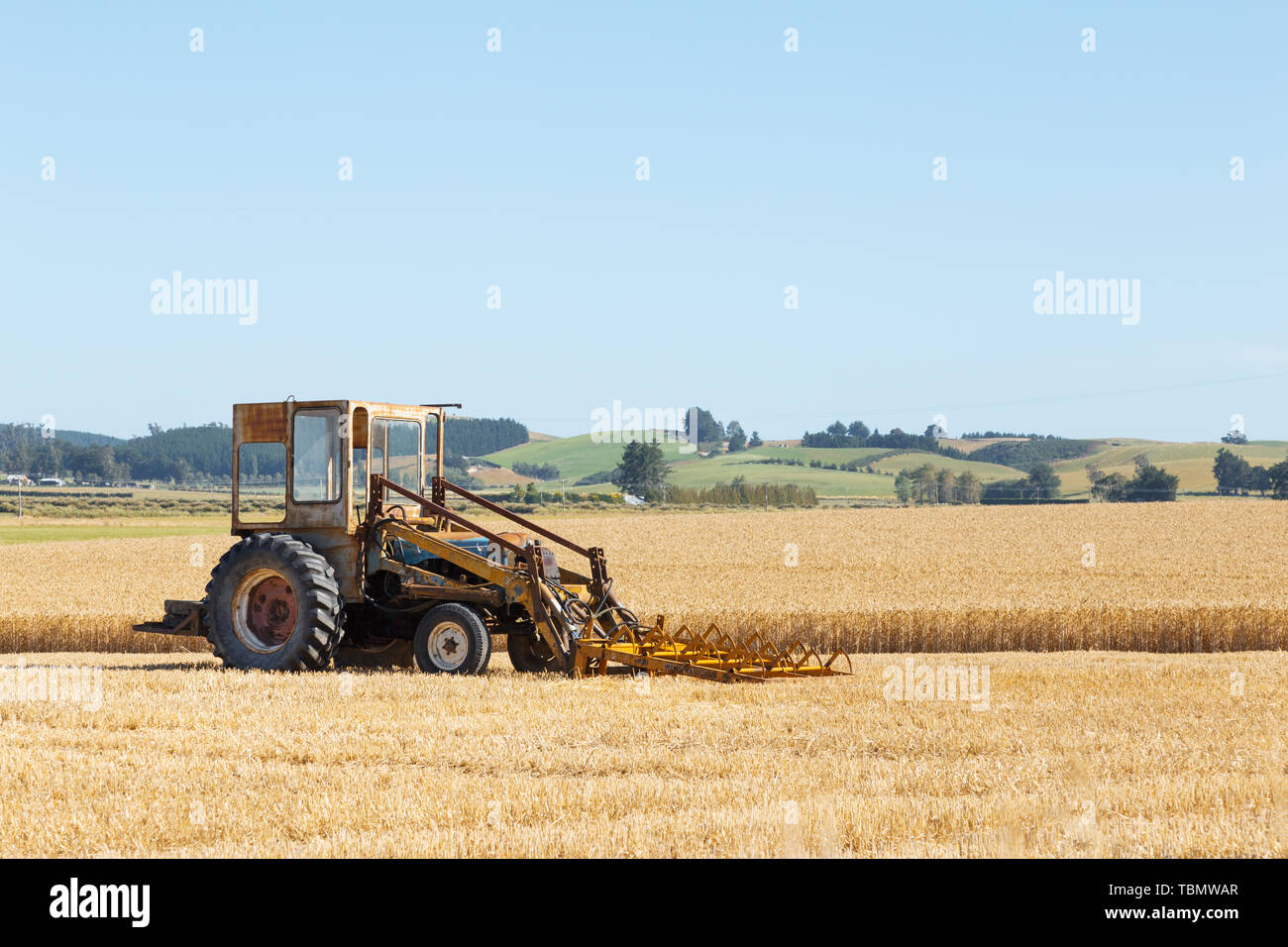 Harvester Works en champ de blé en journée d'été en Nouvelle-Zélande Banque D'Images