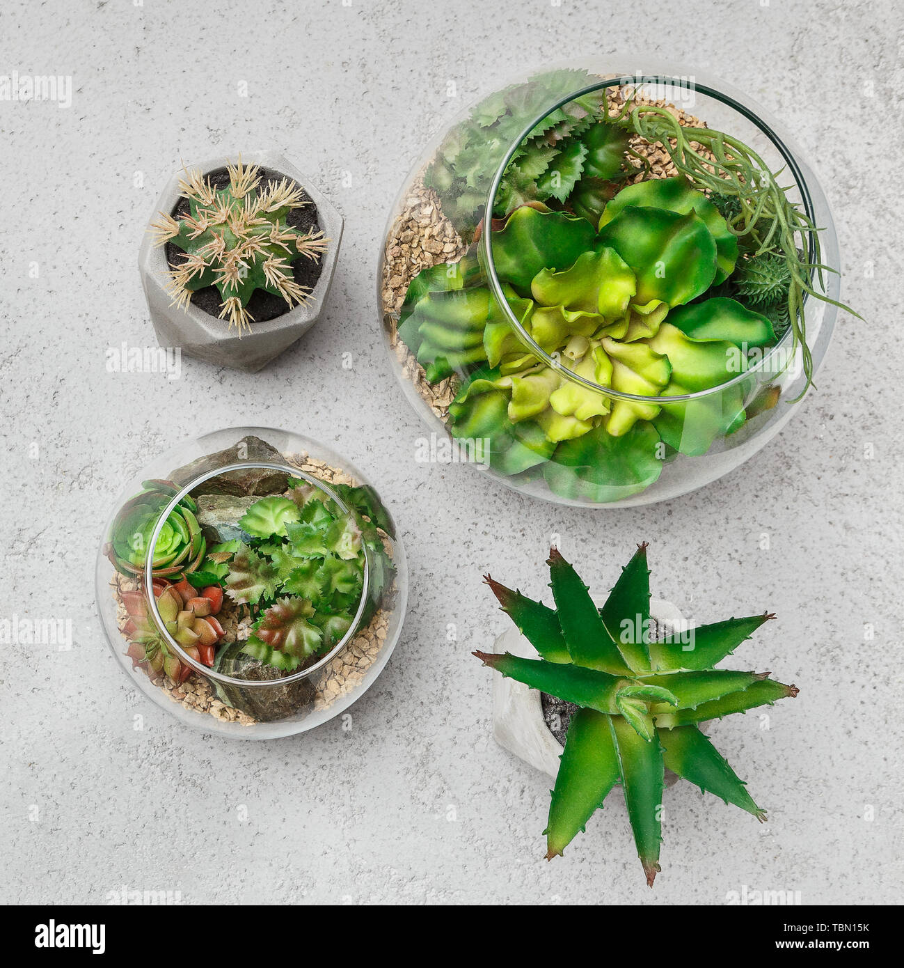 Accueil composition plantes Banque D'Images