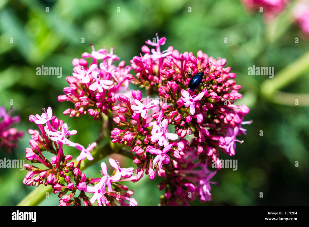 Une valériane rouge Centranthus ruber fleur avec une Altica lythri beetle explorer les fleurs Banque D'Images