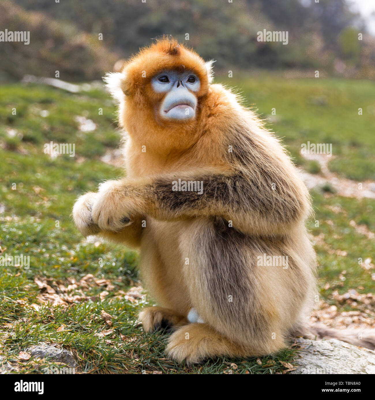 Golden Monkey dans Qinling, province du Shaanxi Banque D'Images