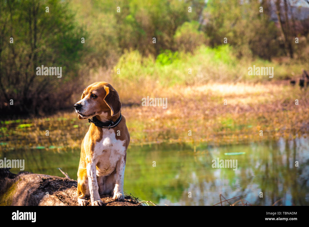 Funny portrait de pure race chien beagle assis au bord du lac de faisceaux. Les grandes oreilles à l'écoute ou entendre concept. Beagle close up smiling face. Chien heureux. Banque D'Images