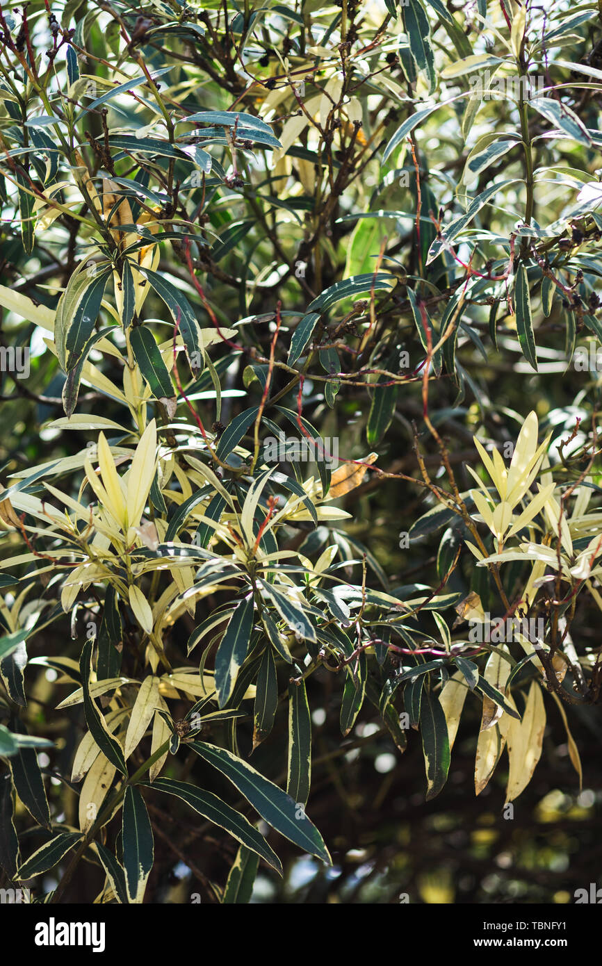 Feuilles vert arrière-plan. Feuilles vert foncé couleur le matin.plante tropicale, à l'environnement, de la nature et des plantes concept photo. Banque D'Images