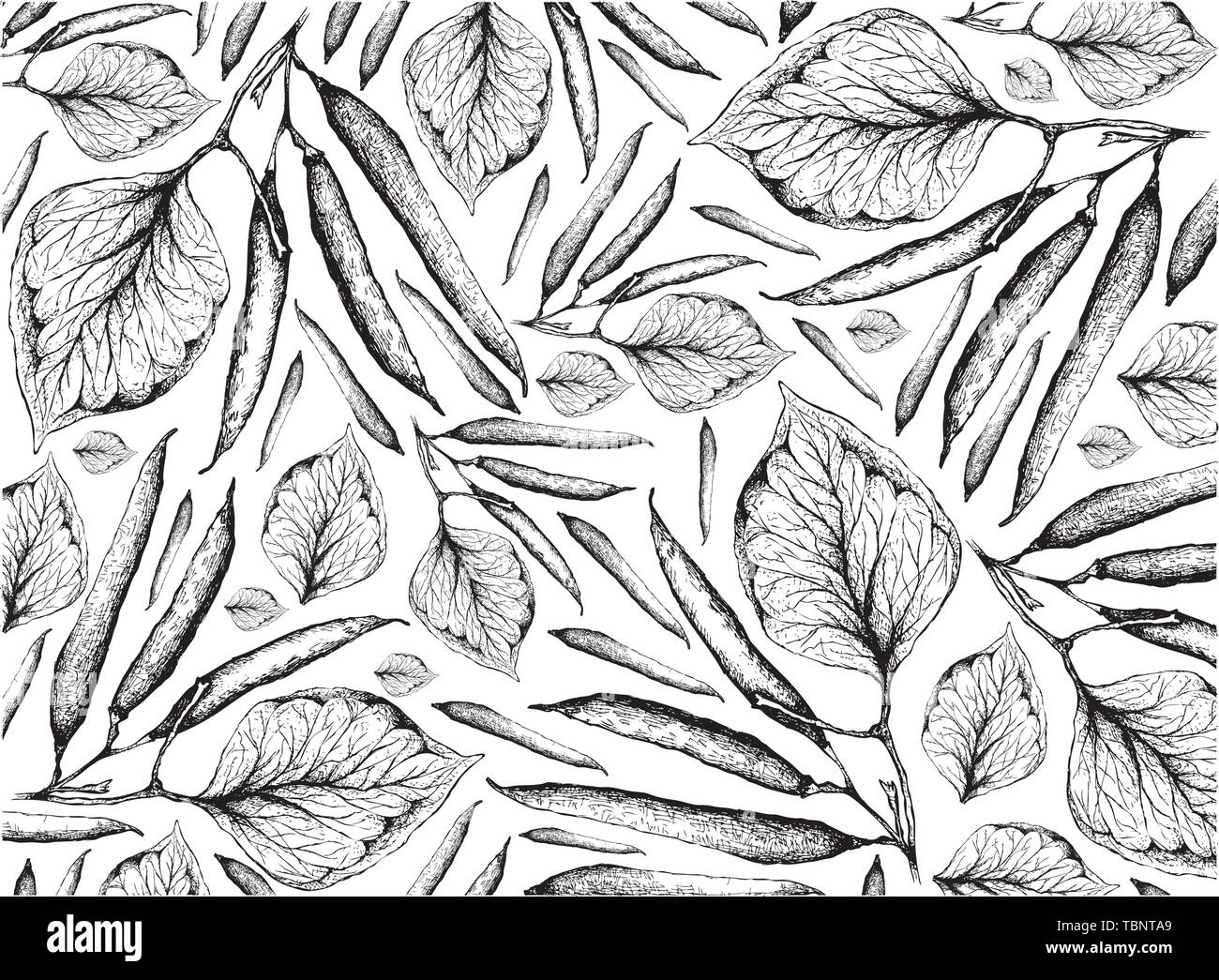 Fond d'illustration, de légumes de part Croquis Haricots verts frais ou Phaseolus Vulgaris isolé sur fond blanc. Illustration de Vecteur