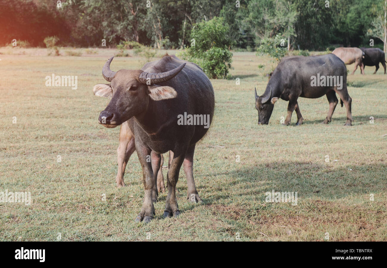 Buffle d'Asie sur la prairie avec une luminosité de coucher. Banque D'Images
