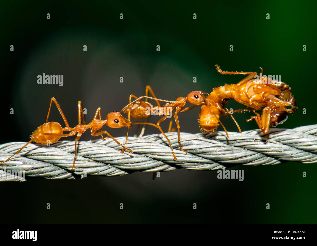 Les fourmis rouges la marche et faire corps bug avec une profonde fond vert. Banque D'Images