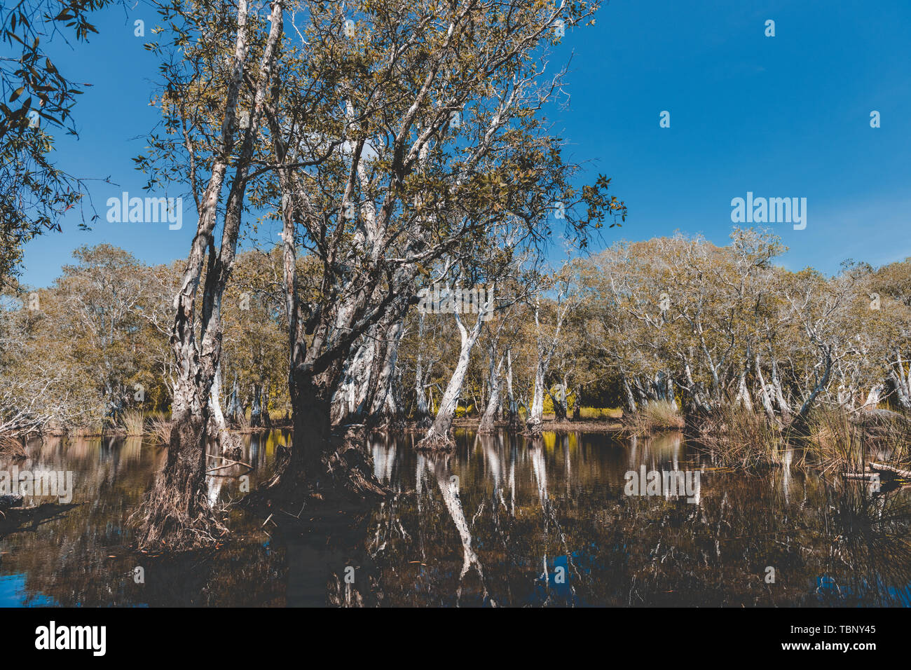 Jardin botanique de l'environnement et des arbres des zones humides avec de l'eau sombre et éclairage soleil ciel bleu. Banque D'Images