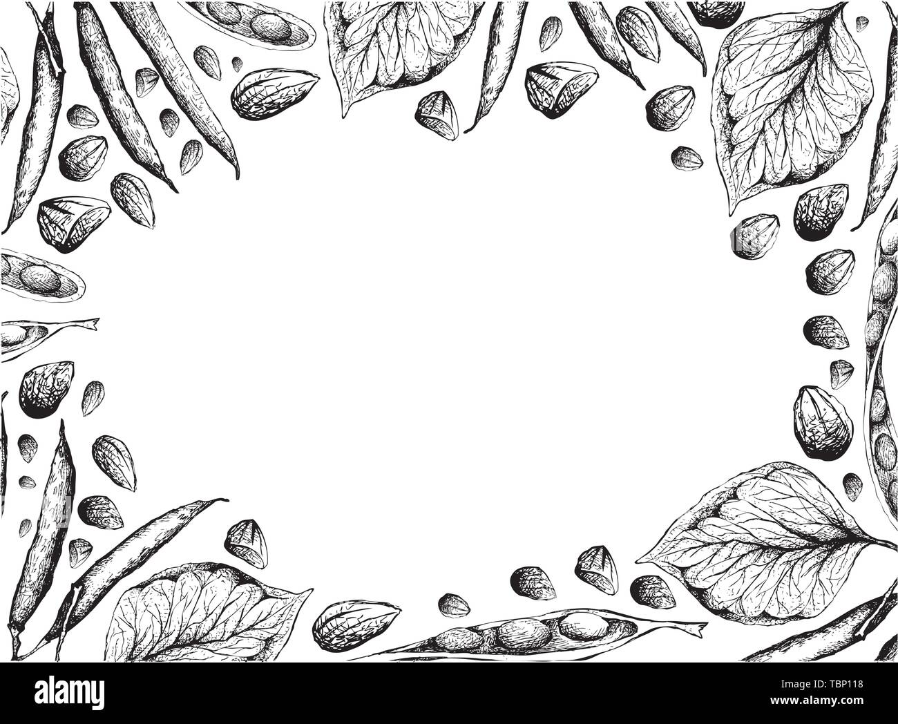 Illustration cadre de croquis à main de Sato, Parkia speciosa, amère ou haricots Haricots Cluster torsadée avec haricots verts ou Phaseolus Vulgaris sur Whit Illustration de Vecteur