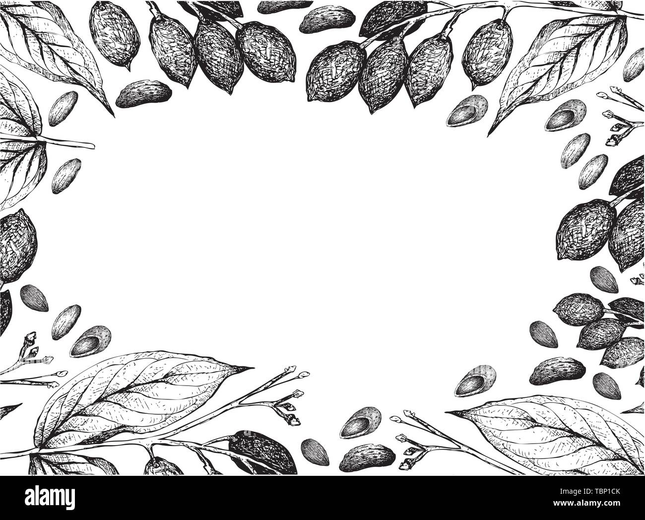 Illustration cadre de croquis à la main d'amandes et de Canarium indicum, Galip noix ou amandes pacifique sur fond blanc, une bonne source d'Fib Illustration de Vecteur
