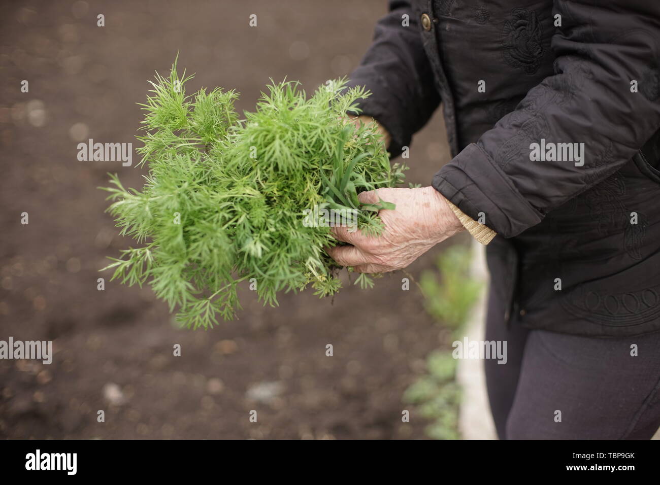 Senior woman holding une jeune plante verte dans les mains contre l'arrière-plan d'un jardin de légumes terrestres. Tirant de l'herbe. Jardiner au printemps. Ce Banque D'Images