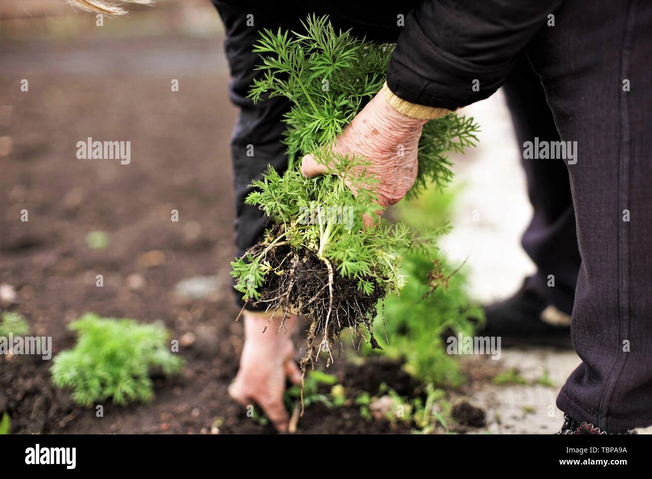 Senior woman holding une jeune plante verte dans les mains contre l'arrière-plan d'un jardin de légumes terrestres. Tirant de l'herbe. Jardiner au printemps. Ce Banque D'Images