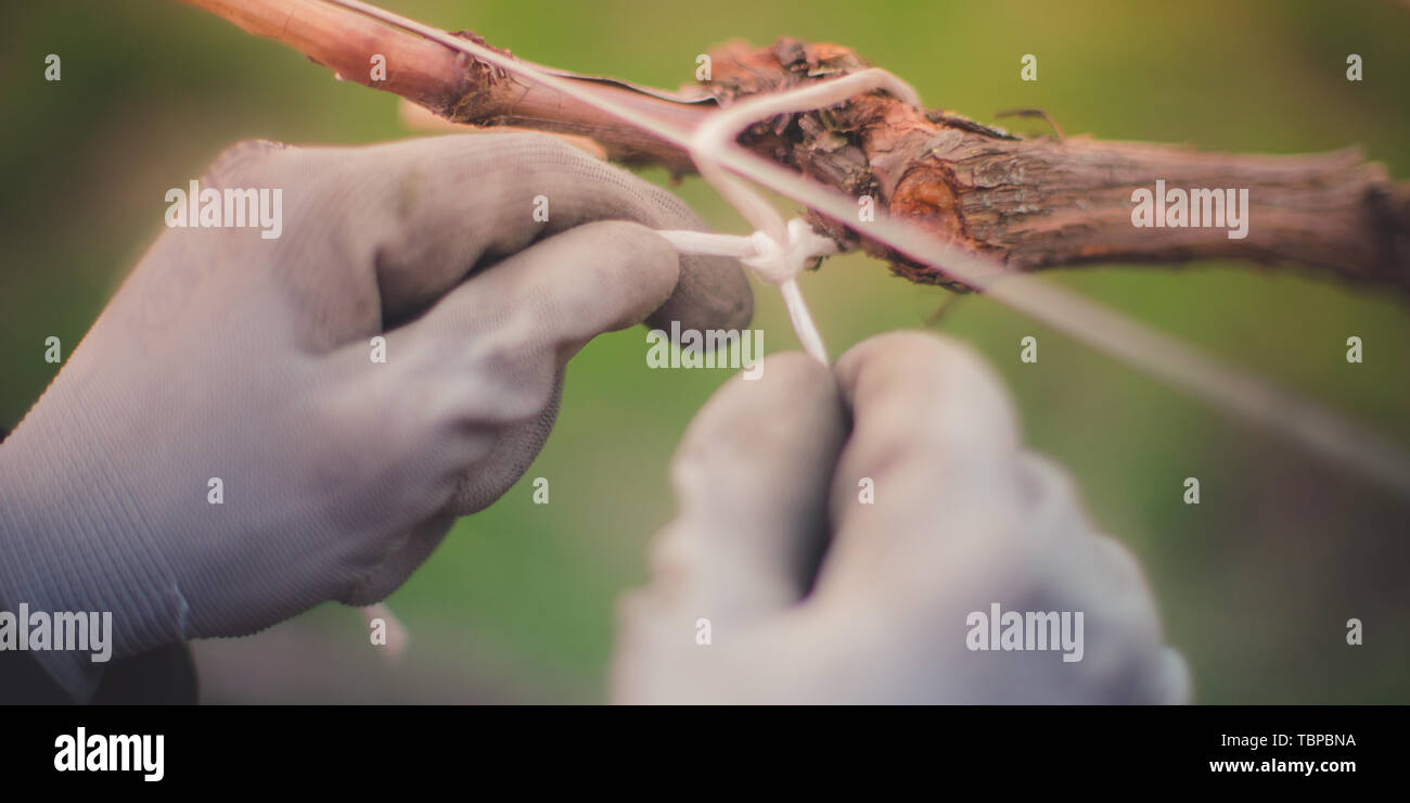 Branches de raisin porte-jarretelles avec une corde à la ligne de croissance dans le jardin au printemps. Les mains gantées. Le jardinage Banque D'Images