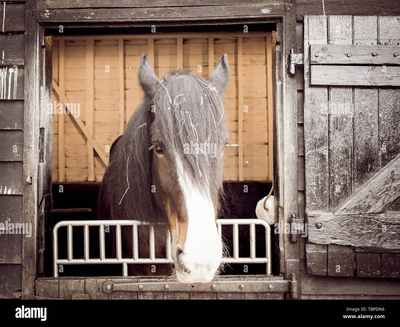 Belle race British Shire noir marron et blanc à la tête de cheval de l'écurie avec du foin dans les cheveux. Effet mat Vintage Banque D'Images