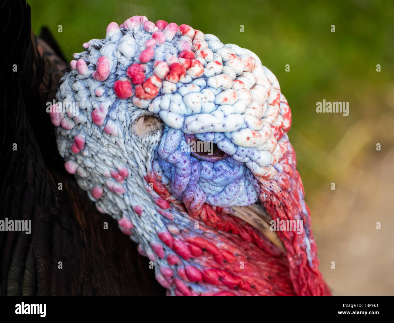 Une turquie se pavaner sur une ferme biologique Banque D'Images