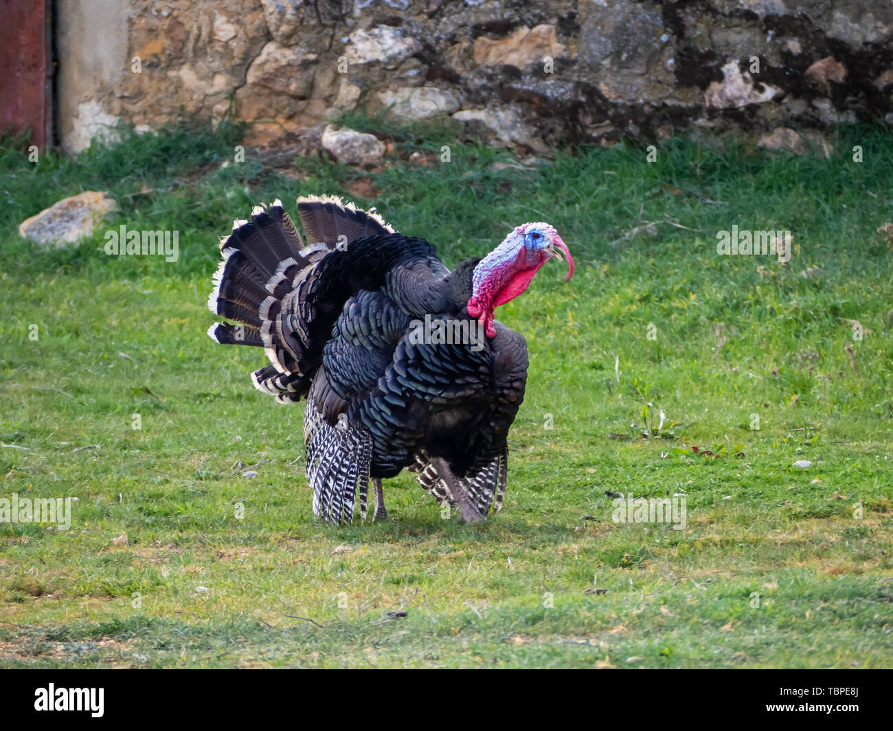 Une turquie se pavaner sur une ferme biologique Banque D'Images