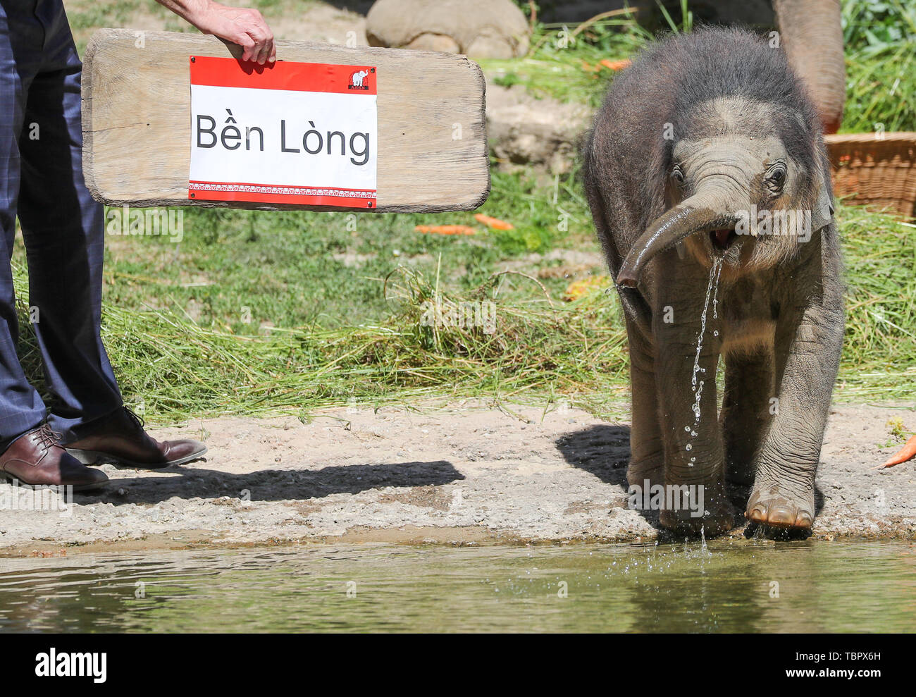 Leipzig, Allemagne. 06Th Juin, 2019. Le petit éléphant bull vient avec son don de la mère de substitution à son baptême à Chung Zoo de Leipzig. Nom des milliers de suggestions ont été reçues, la suggestion a été gagnante Ben Long. Que signifie autant que 'holding out en dépit de l'adversité". Le petit éléphant est né le 25 janvier. Après qu'il est allé à première cahoteuse, parce que sa mère Hoa n'ont pas accepté de lui. C'est nourris de lait de substitution et, selon le zoo, a récemment mis au point. Crédit : Jan Woitas/dpa-Zentralbild/dpa/Alamy Live News Banque D'Images