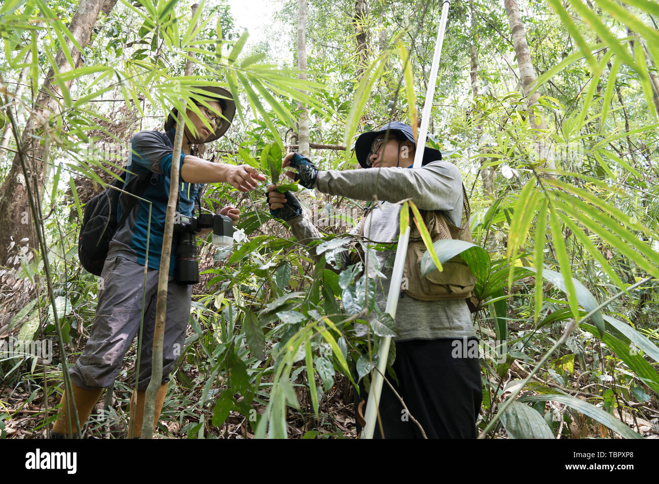 Tamanthi. 26 mai, 2019. Les chercheurs chinois recueillir des échantillons de plantes dans le Sanctuaire de faune de Tamanthi en Amérique du Myanmar, le 26 mai 2019. Un champ commun China-Myanmar expédition a pris avec des chercheurs de l'Institut de recherche sur la biodiversité en Asie du Sud-Est, l'Académie Chinoise des Sciences (CAS-SEABRI) et les ressources naturelles et la conservation de l'environnement du Myanmar, est en train de faire des recherches sur la biodiversité du Sanctuaire de faune de Tamanthi en Amérique du Myanmar. L'expédition, la huitième du genre depuis 2014, a commencé le 14 mai et durera jusqu'au 15 juin. Credit : Jin Liwang/Xinhua/Alamy Live News Banque D'Images