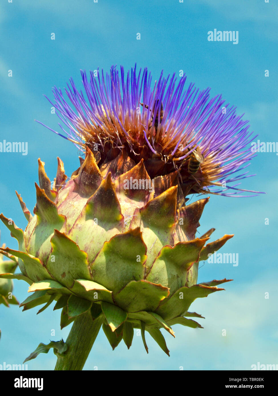Artichaut violet sur un arbre en fleurs Banque D'Images