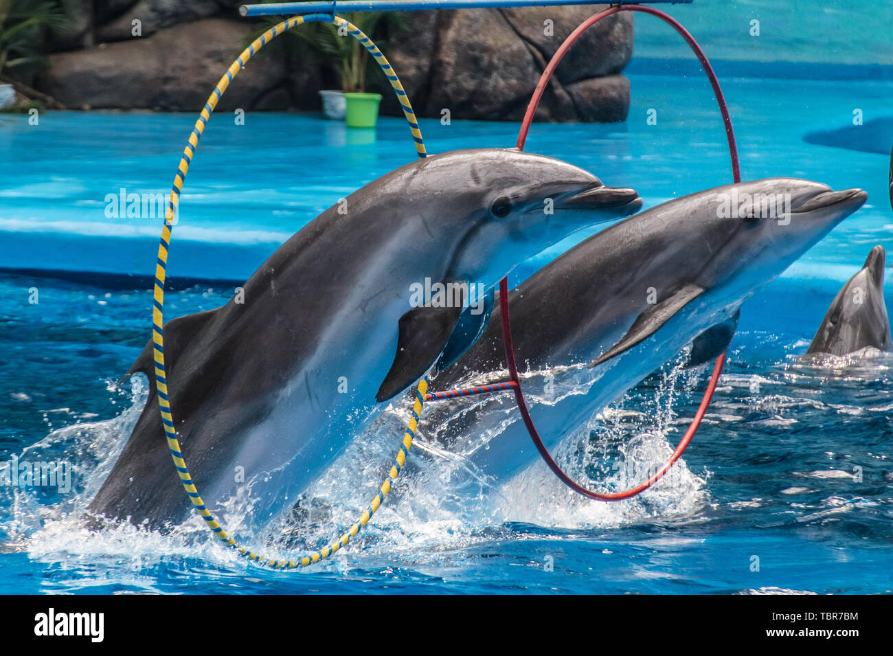 Spectacle de dauphins. Banque D'Images
