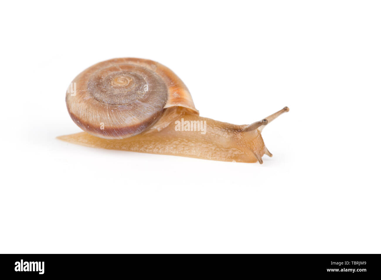 Un escargot. Banque D'Images