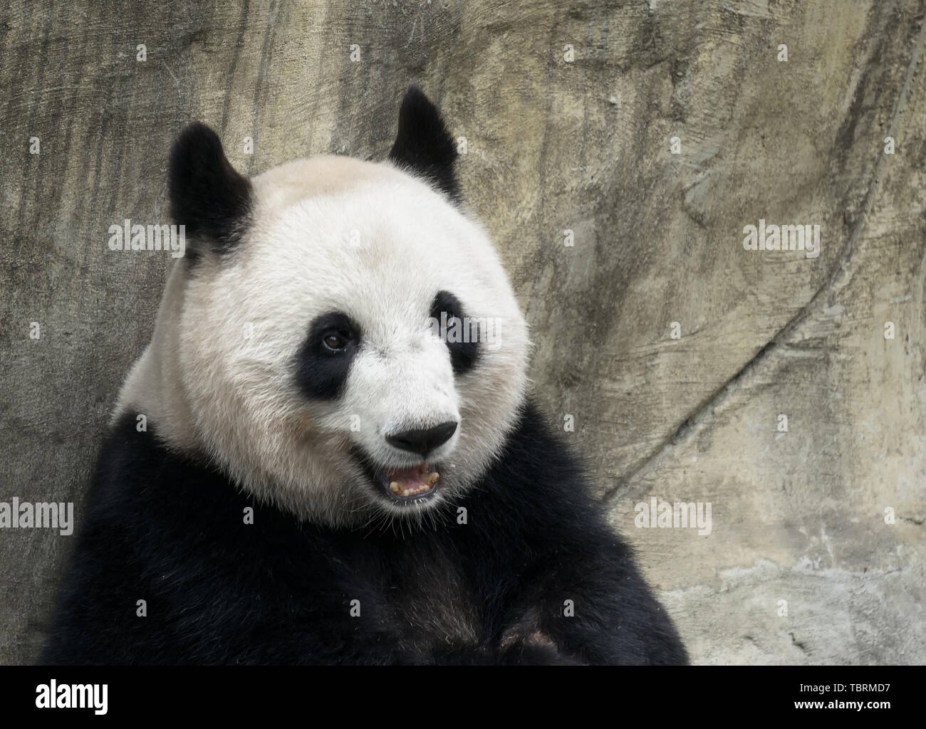 Close-up de tête de panda géant Banque D'Images