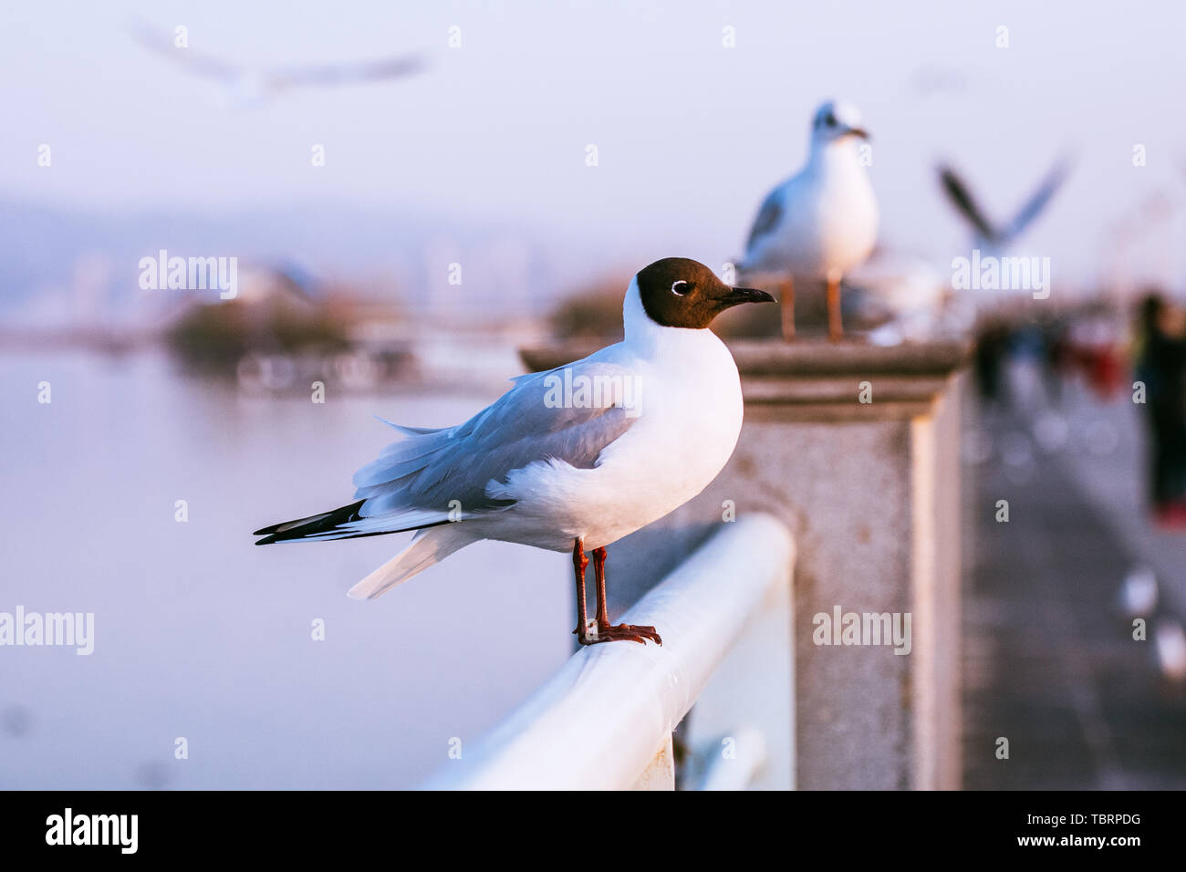 Close-up de troupeaux de mouettes sur la côte Banque D'Images