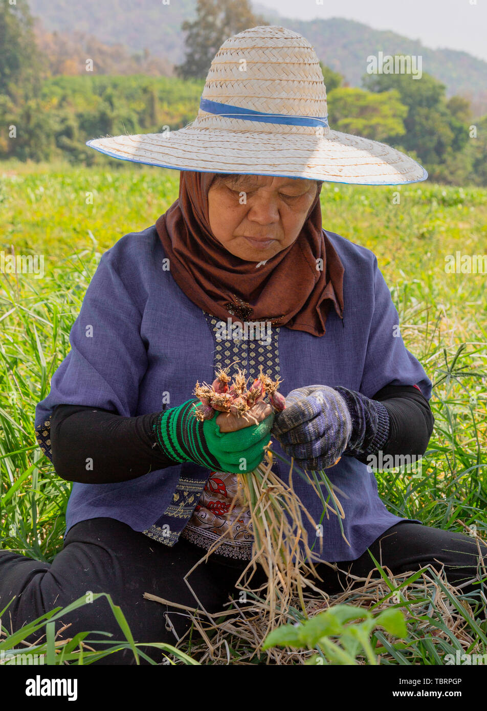 Phayao, Tahiland - 2019-03-09 - Femme récoltes radis. Banque D'Images