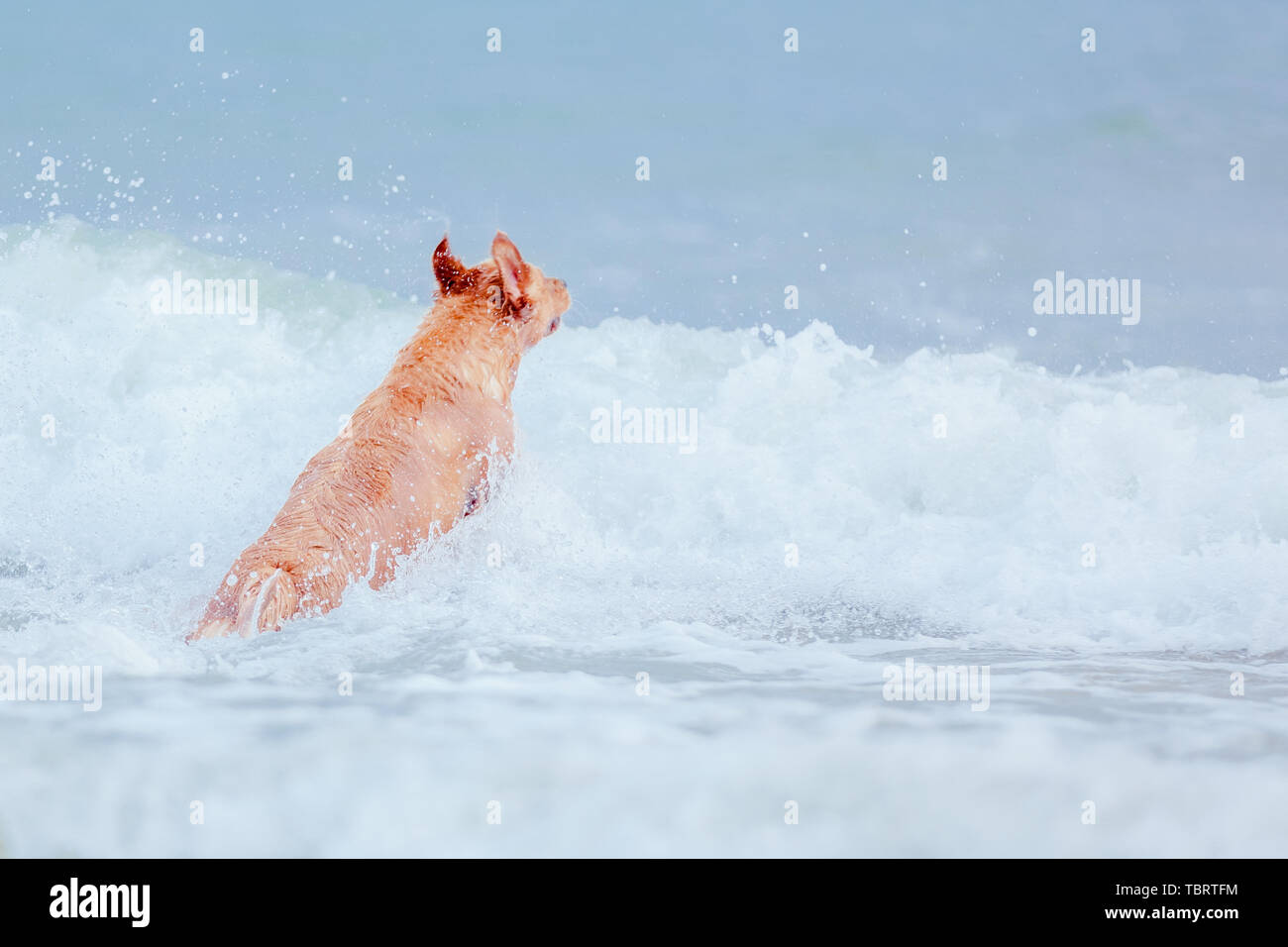 Chien animal sauvage de cheveux d'or de natation en eau de mer mer jouer cheveux d'or chien court dans la mer pour exécuter les vagues Banque D'Images