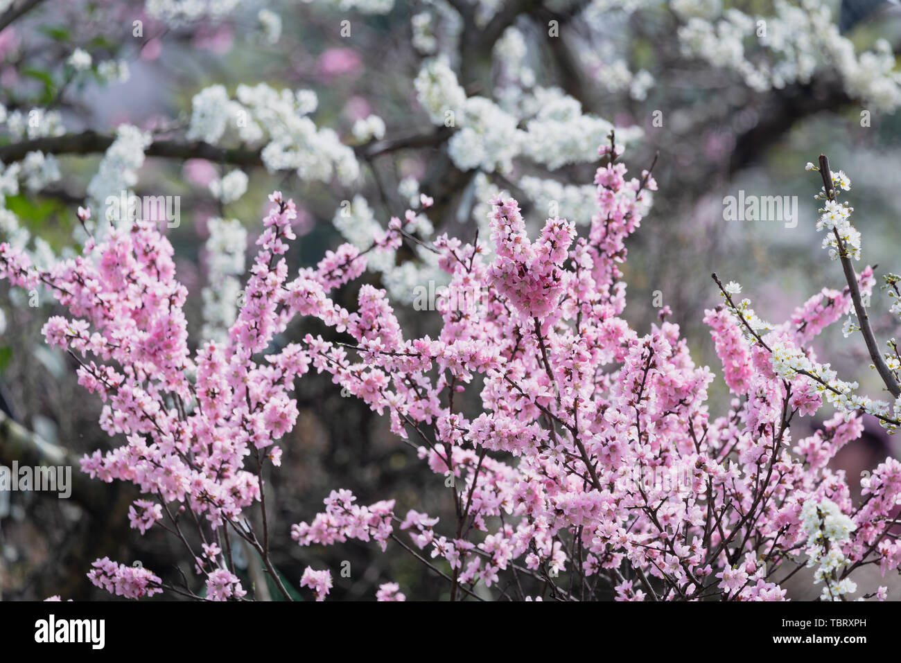 Peach Blossoms et fleurs de Longquanyi poire, Chengdu Banque D'Images