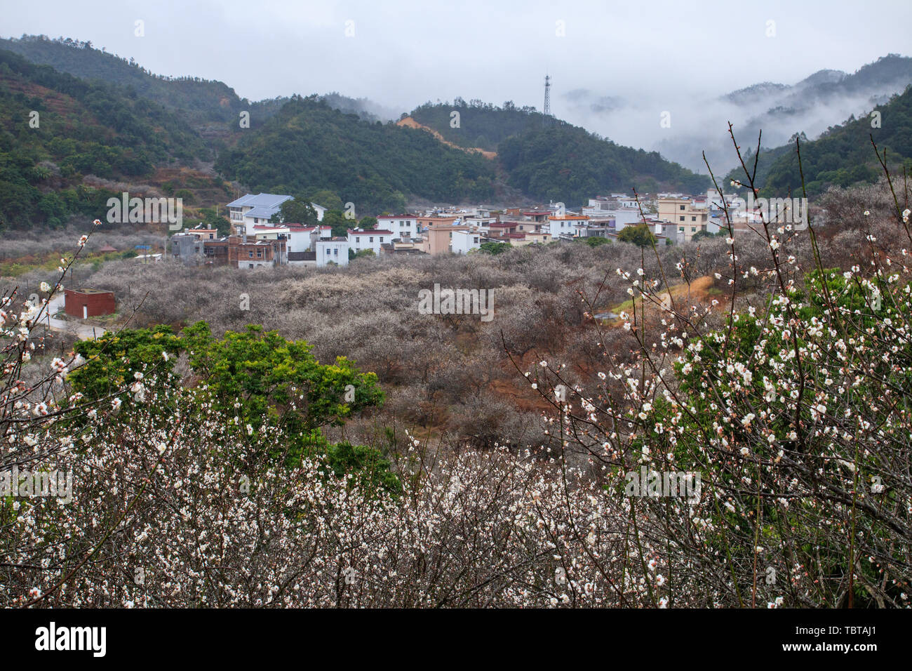 Terre de plum blossoms à Aubagne Banque D'Images