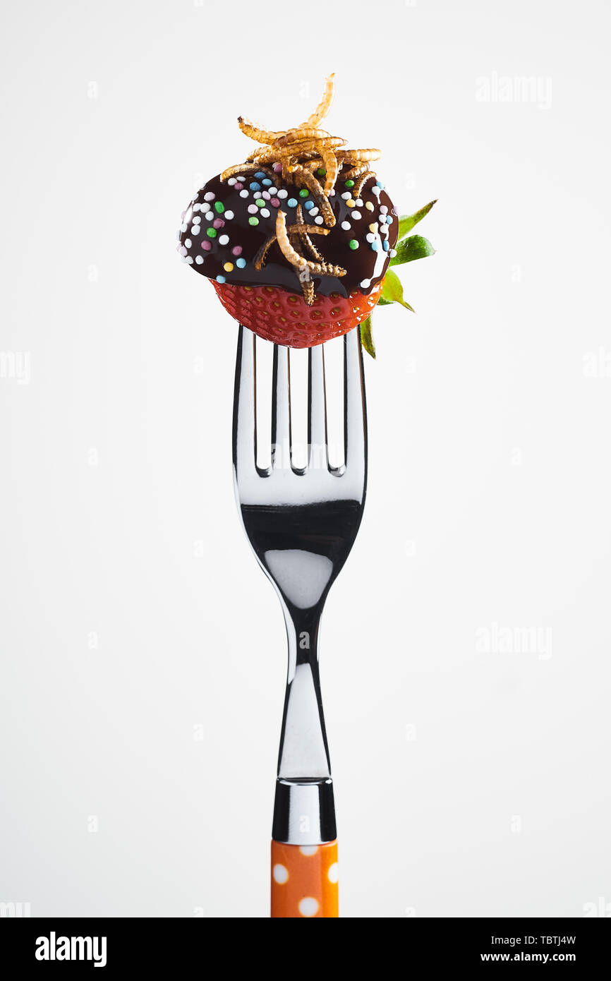 Les vers de farine frite sur un décor de fraises enrobées de chocolat avec nutrifer présenté sur une fourchette isolated on white Banque D'Images