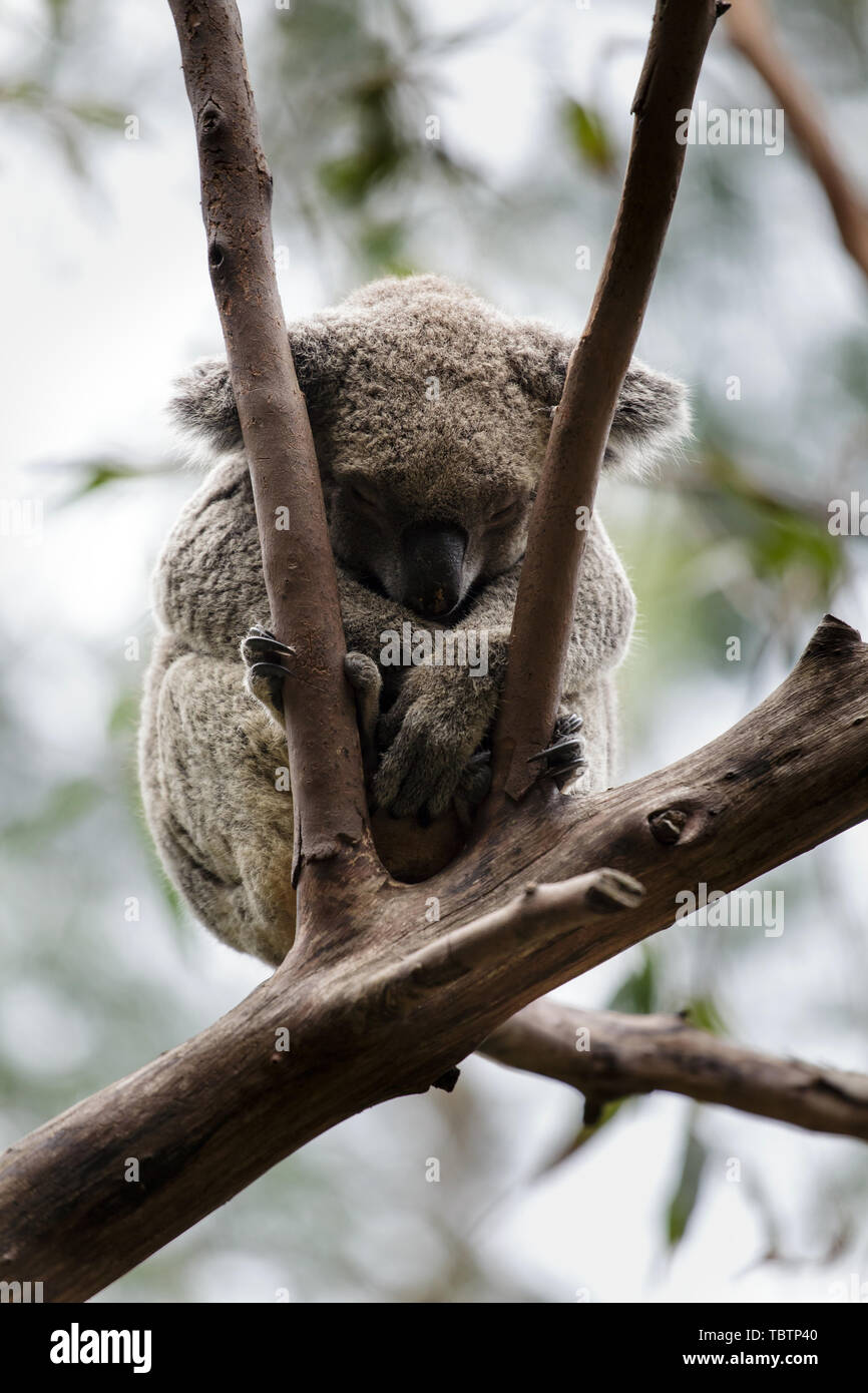 Koala mignon Banque D'Images