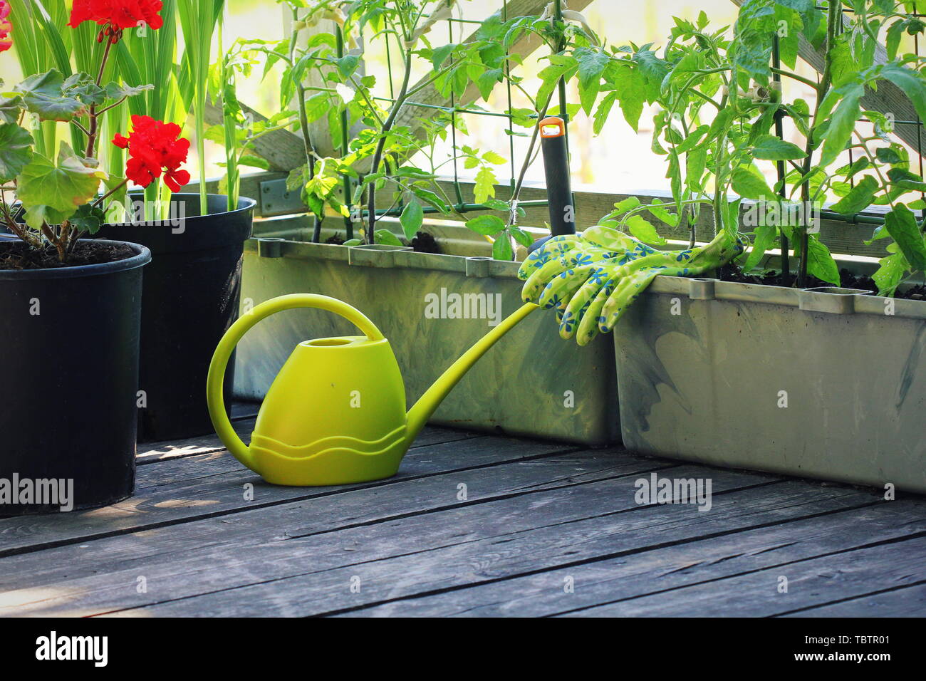 Jardinage légumes de conteneurs. Jardin potager sur une terrasse. Fleur, les tomates dans un récipient de plus en plus . Banque D'Images