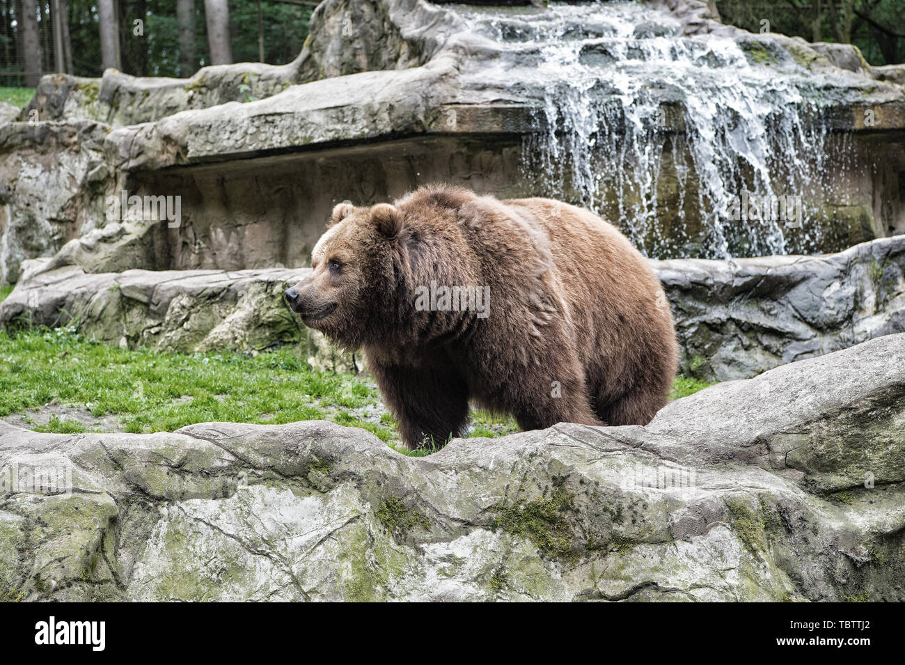 Les droits des animaux. Big Bear Cute paysage nature fond pierreux. Concept de zoo. La vie sauvage des animaux. Ours brun adultes en milieu naturel. Ours brun chaleureux autour de zoo. Banque D'Images