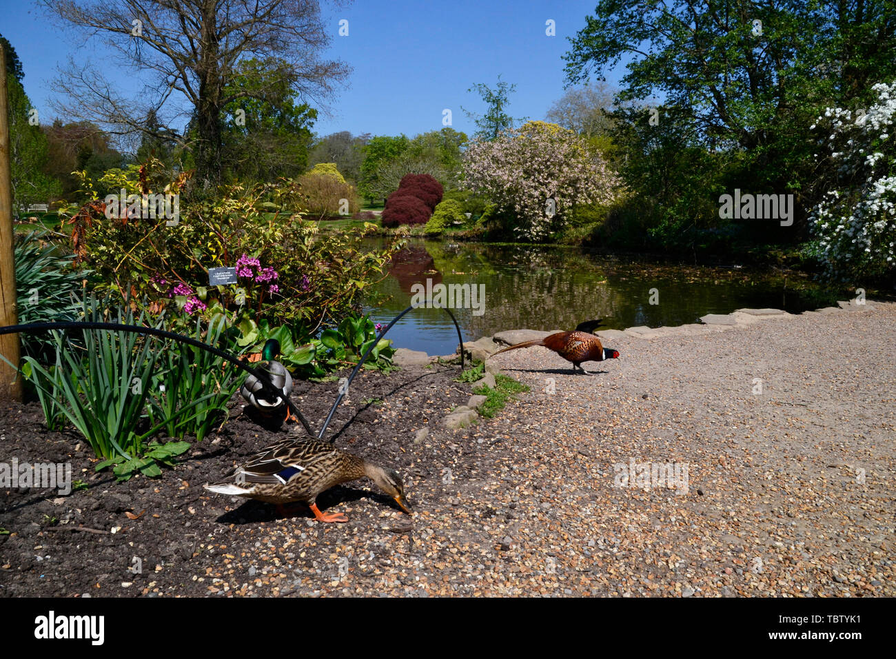Les canards et d'un faisan par l'étang à Wakehurst Gardens, East Sussex, UK Banque D'Images