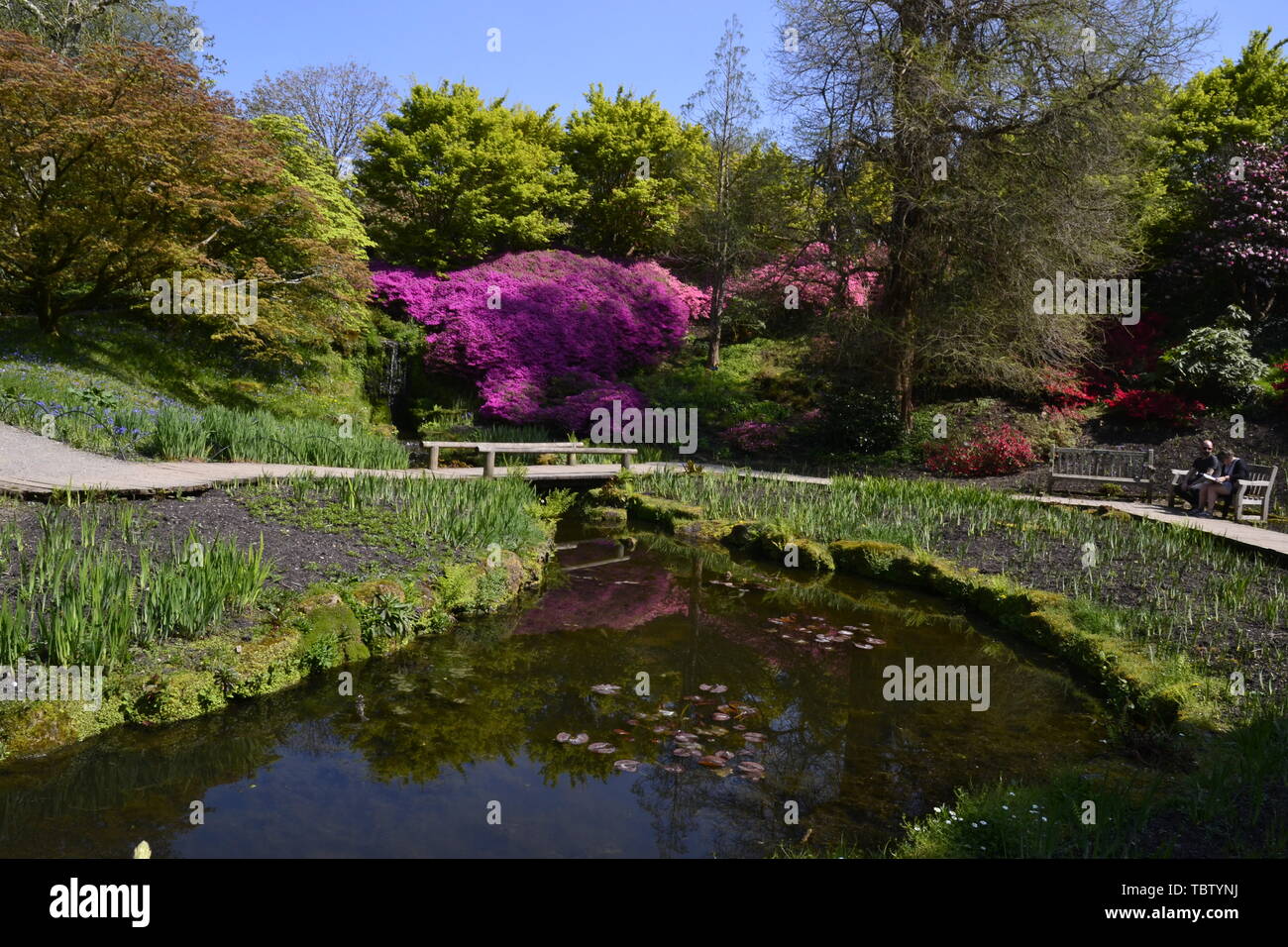 Les jardins de l'eau à Wakehurst, East Sussex, UK Banque D'Images