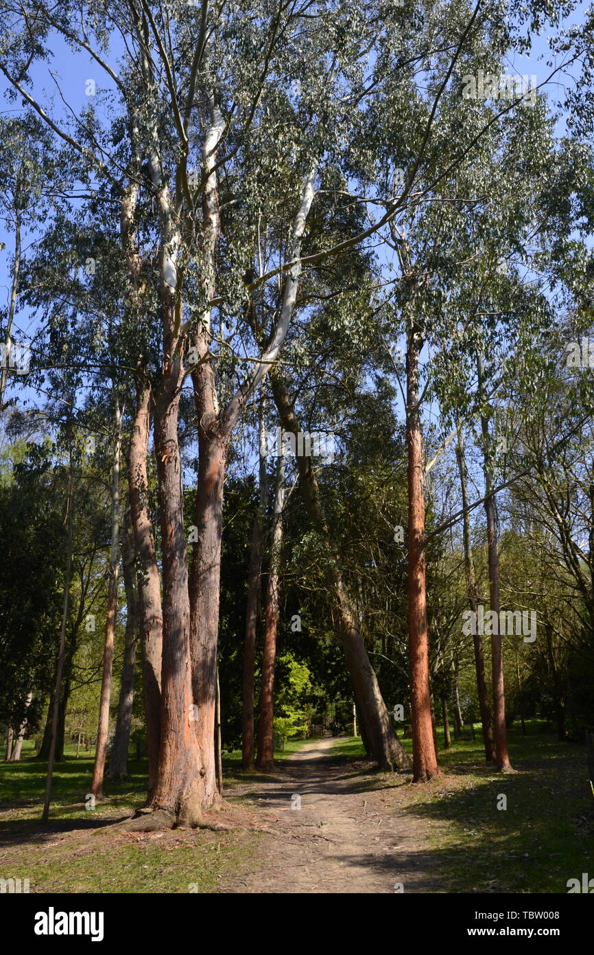 Eucalyptus à Wakehurst Gardens, East Sussex, UK Banque D'Images