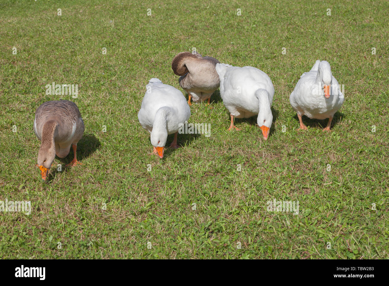 Certains canards dans un vert pâturage dans la région des Dolomites Banque D'Images