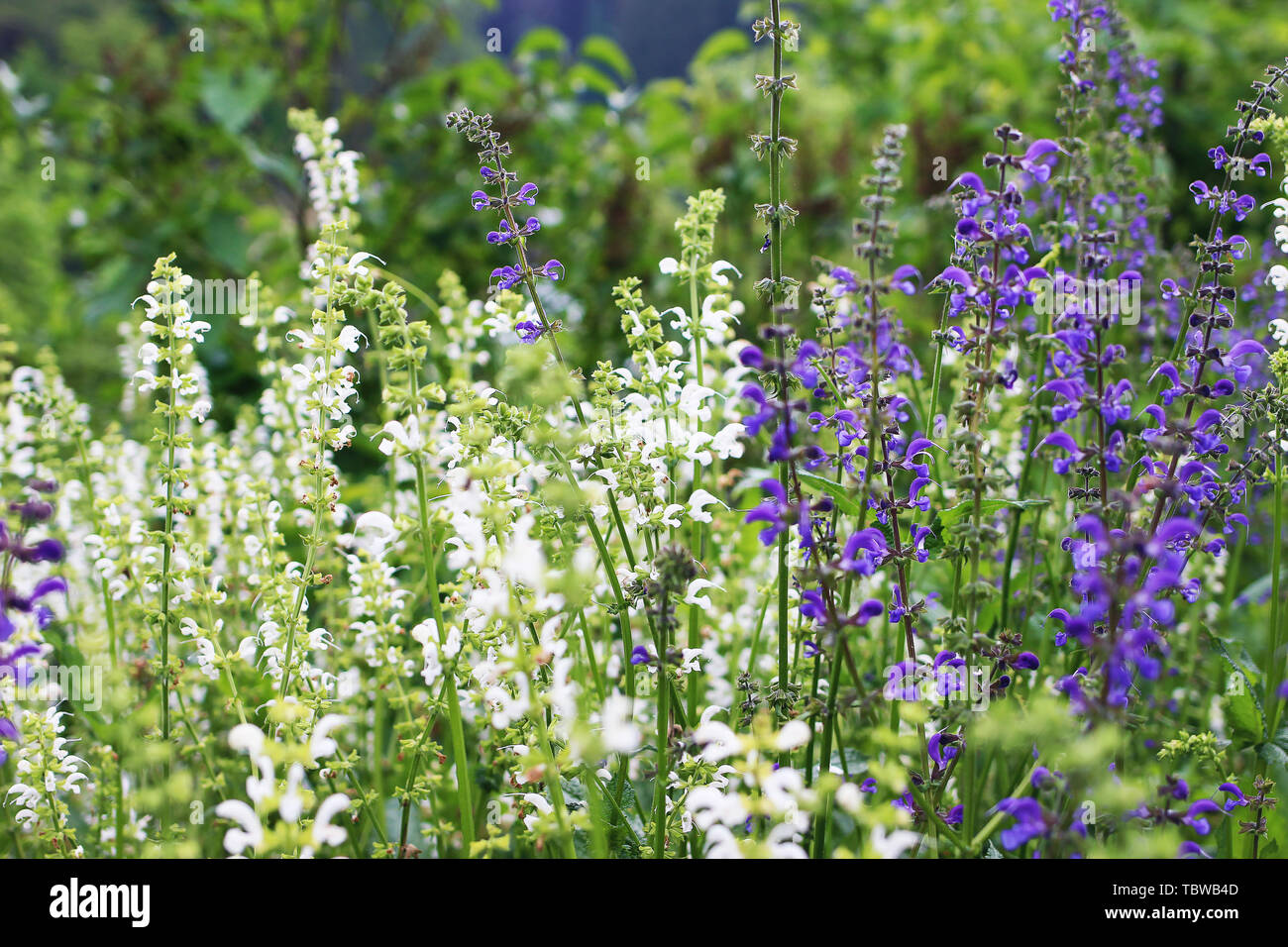 Belles fleurs de mauve et blanc sage Salvia officinalis. Champ de fleurs de  plantes dans un jardin extérieur. Comestibles, plantes médicinales et  herbes culinaires perennia Photo Stock - Alamy