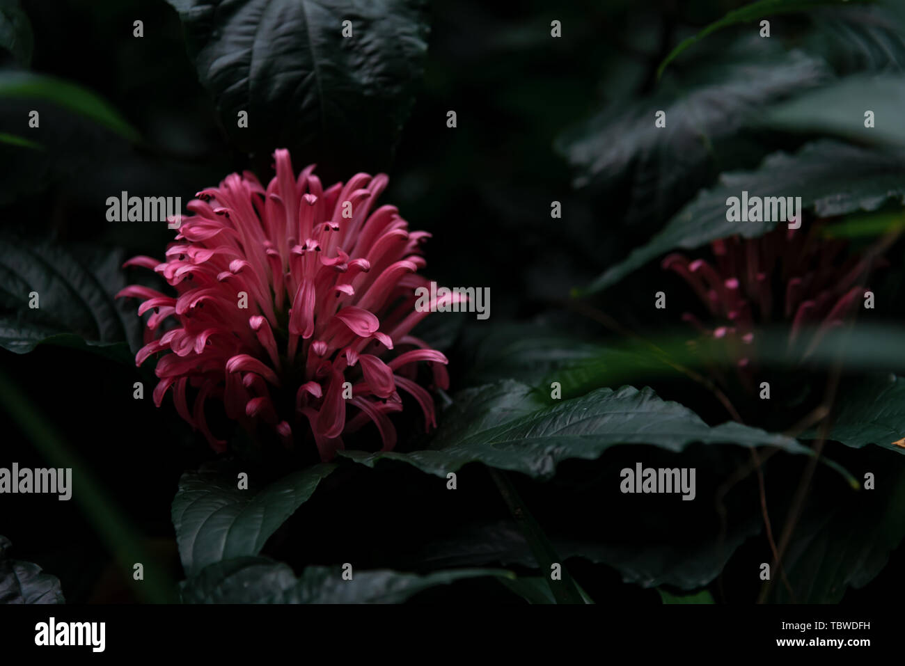 Coral flower close-up Banque D'Images