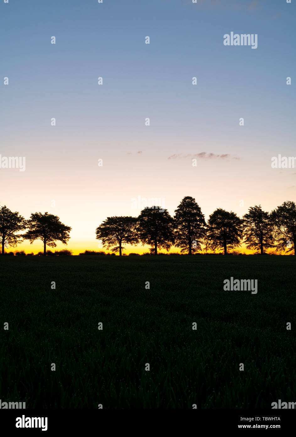 Ligne de silhouette des arbres au lever du soleil dans la campagne du Wiltshire. Wiltshire, Angleterre Banque D'Images