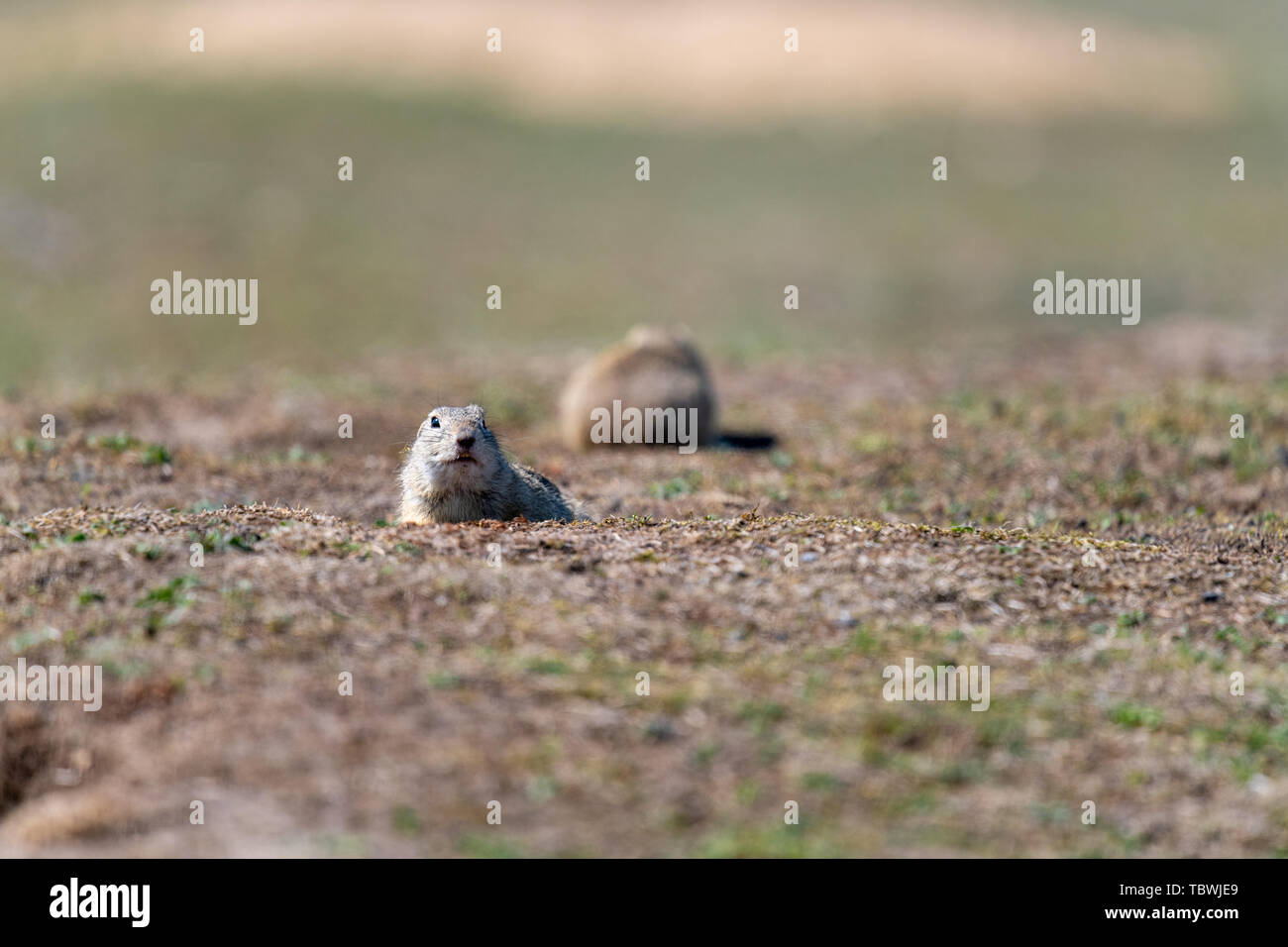 Un européen sauvage (Spermophilus citellus), également connu sous le nom de l'souslik dans leur habitat. Au début du printemps. Banque D'Images