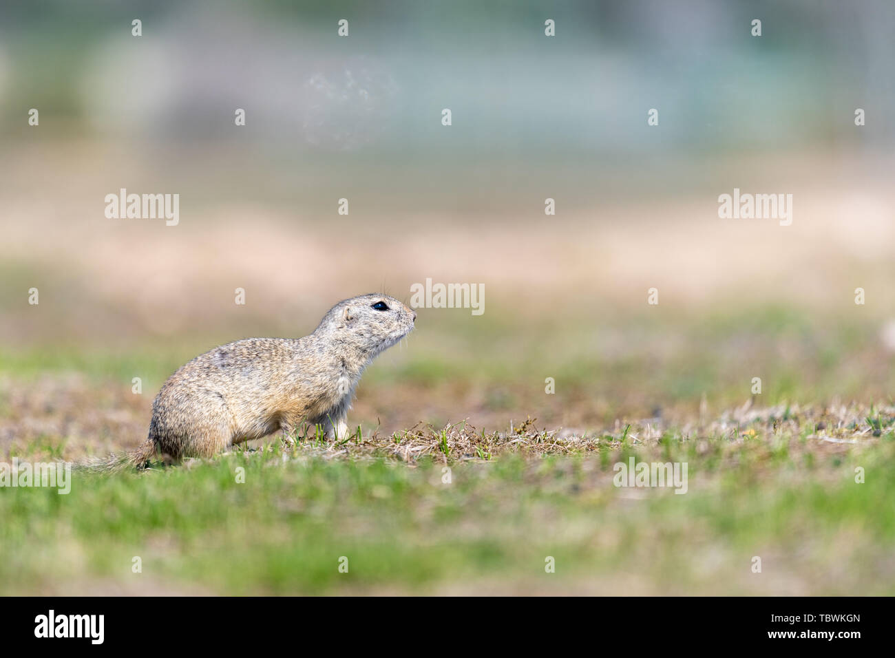 Un européen sauvage (Spermophilus citellus), également connu sous le nom de l'souslik dans leur habitat. Au début du printemps. Banque D'Images