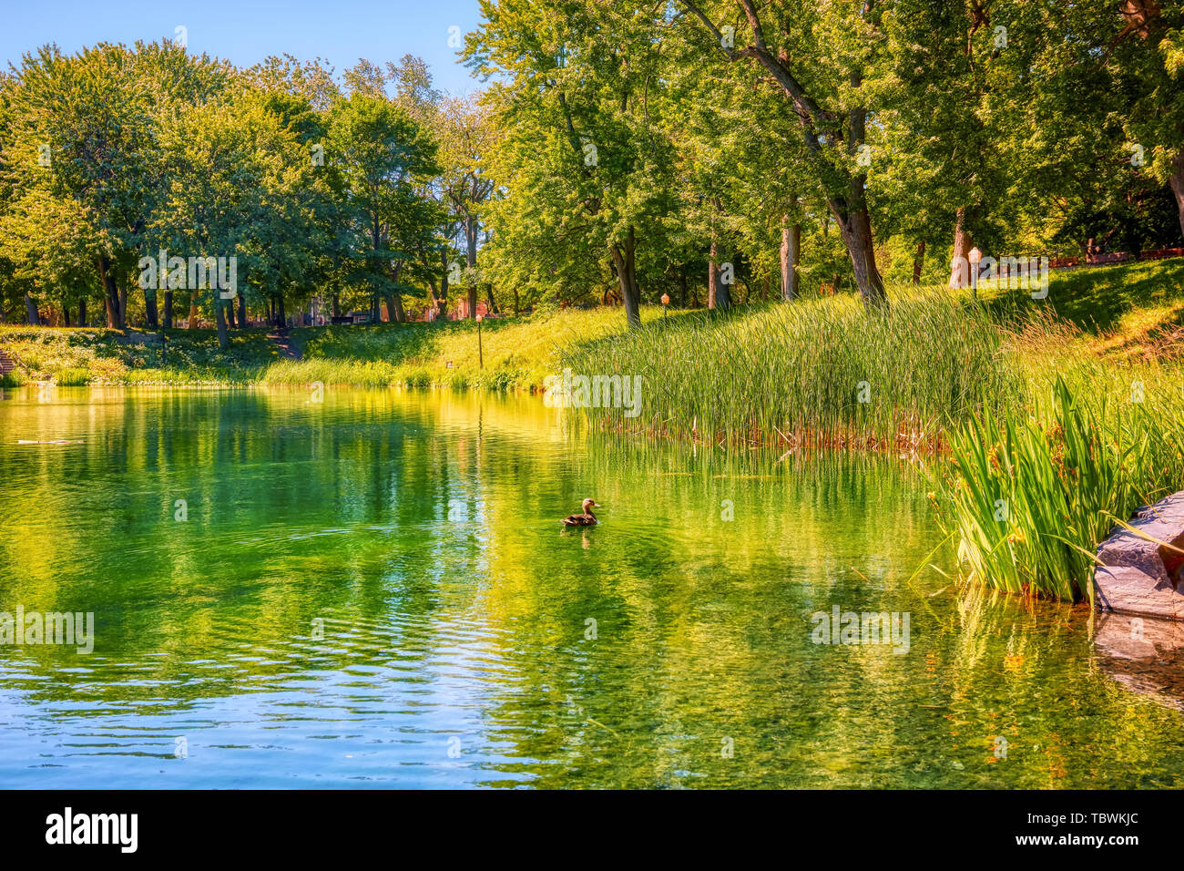 L'étang, l'herbe verte et des arbres dans le parc La Fontaine de Montréal, Canada sur une journée ensoleillée. Banque D'Images