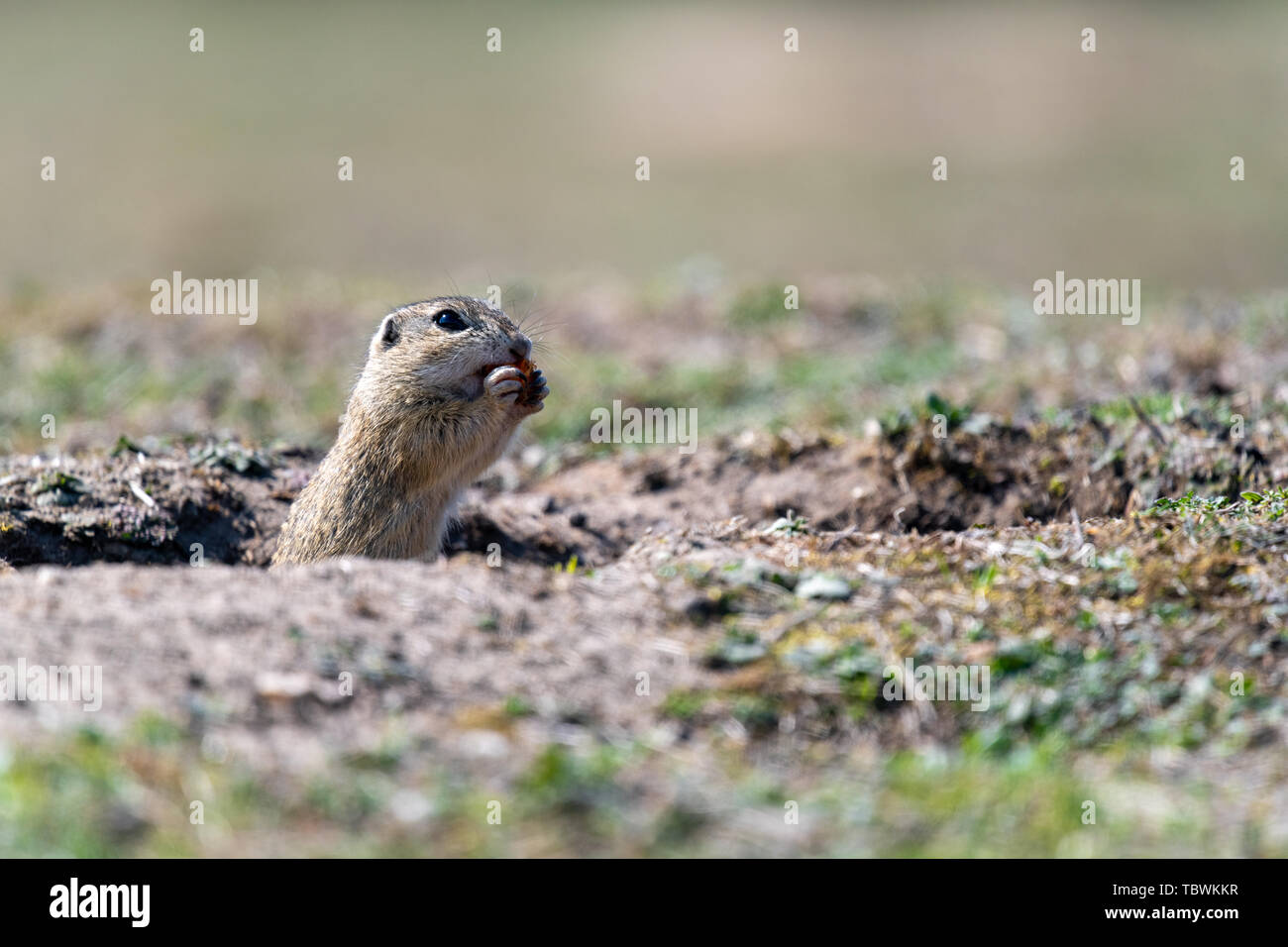 Un européen sauvage (Spermophilus citellus), également connu sous le nom de l'souslik dans leur habitat. Au début du printemps. Banque D'Images