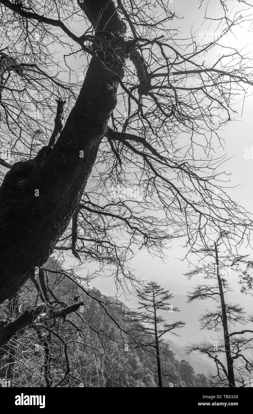 Tianmu Mountain V Ginkgo biloba Banque D'Images