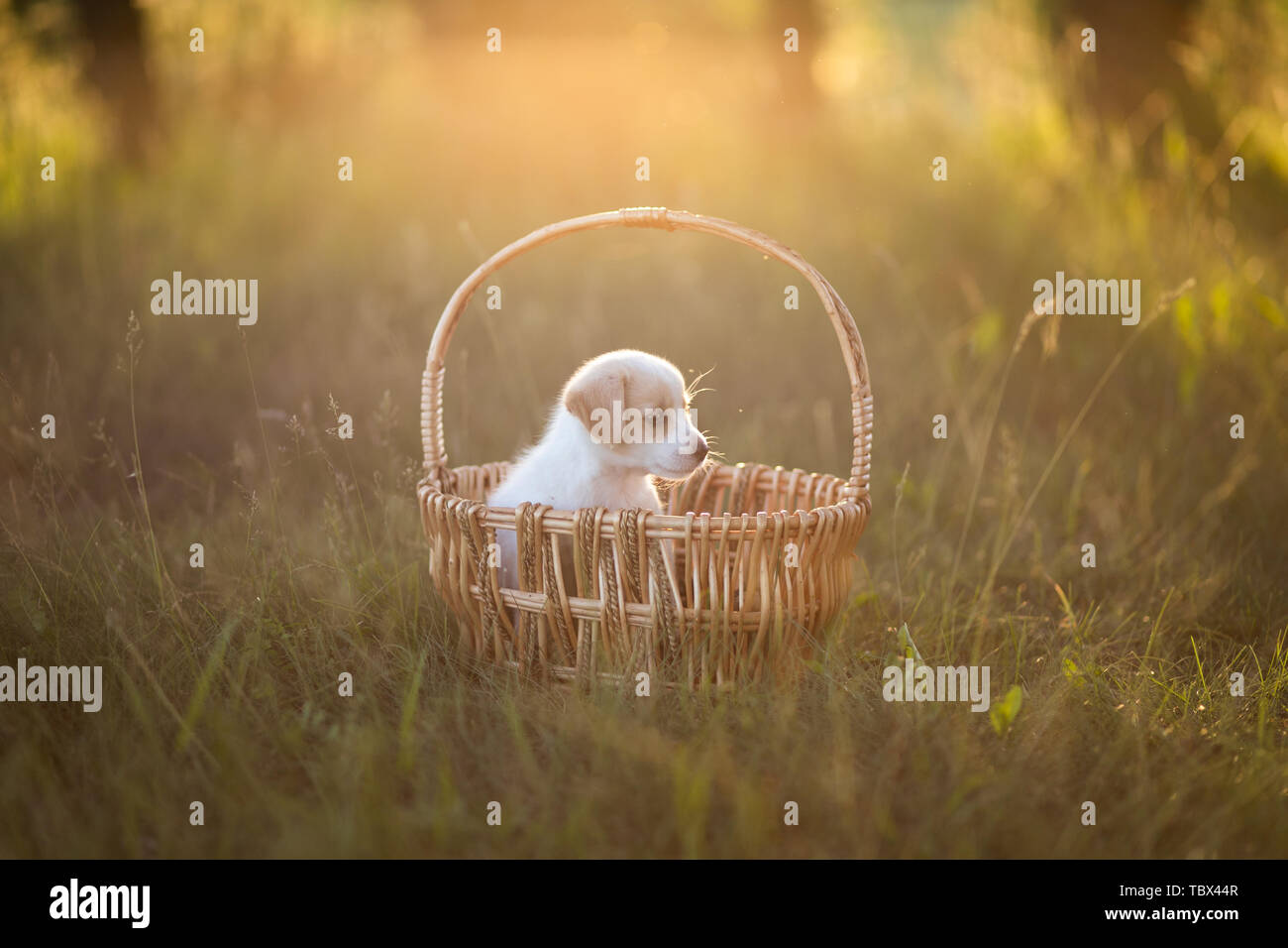 Chiot mignon assis dans un panier en osier au coucher du soleil dans la forêt. Le concept d'amitié, de bonheur, de la joie et de l'enfance. Banque D'Images