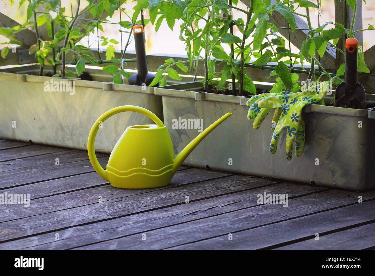 Jardinage légumes de conteneurs. Jardin potager sur une terrasse. Fleur, les tomates dans un récipient de plus en plus . Banque D'Images