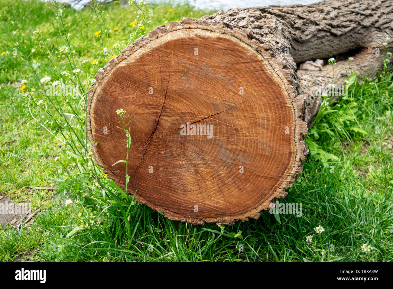 Coupe transversale d'un arbre couché dans un pré d'herbe verte, montrant les anneaux de l'année Banque D'Images