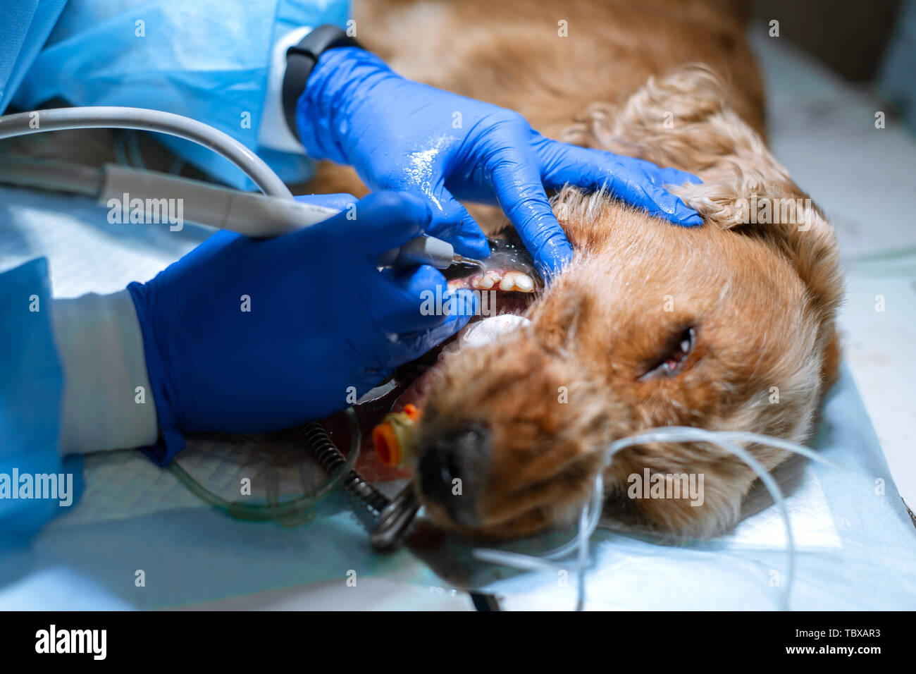 La dentisterie vétérinaire. Vétérinaire chirurgien dentiste nettoie et traite d'un chien sous l'anesthésie sur la table d'opération dans une clinique vétérinaire. L'ULT Banque D'Images