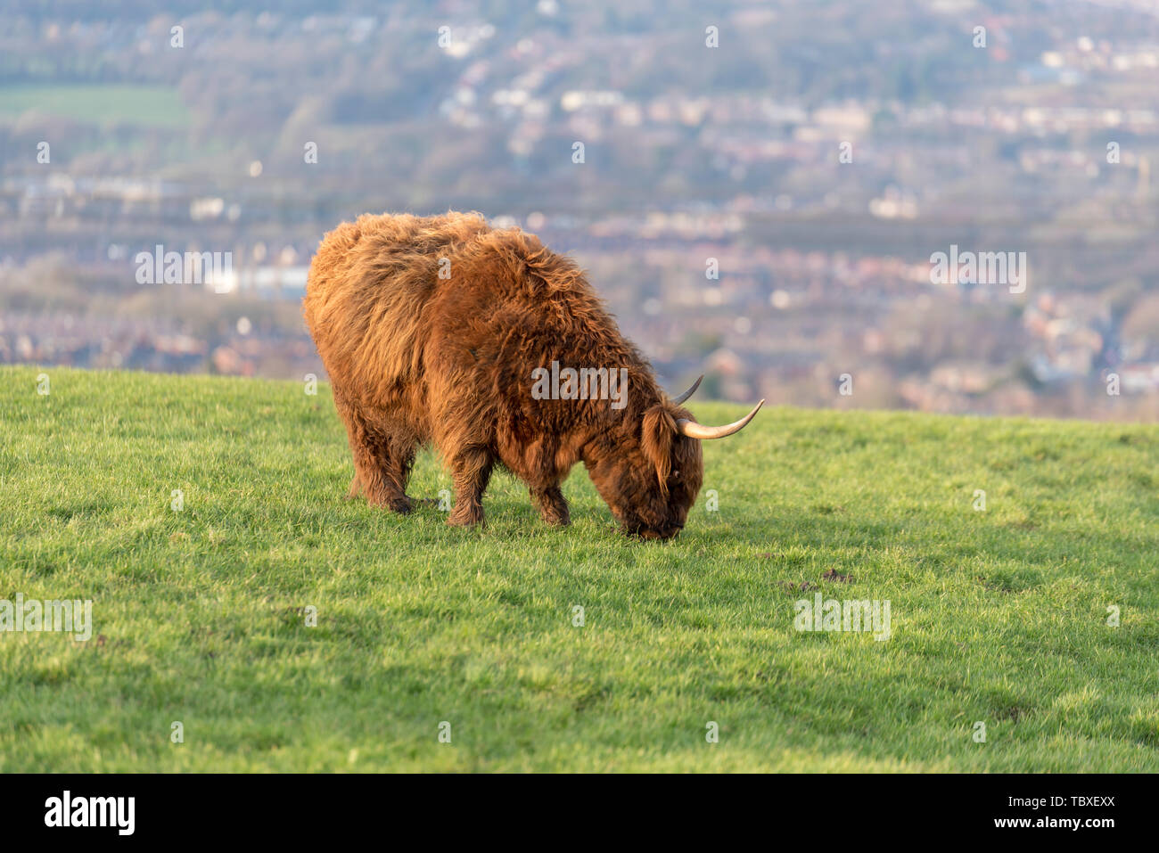 Vache Highland à Blackburn, Lancashire, UK - Highland cattle Banque D'Images